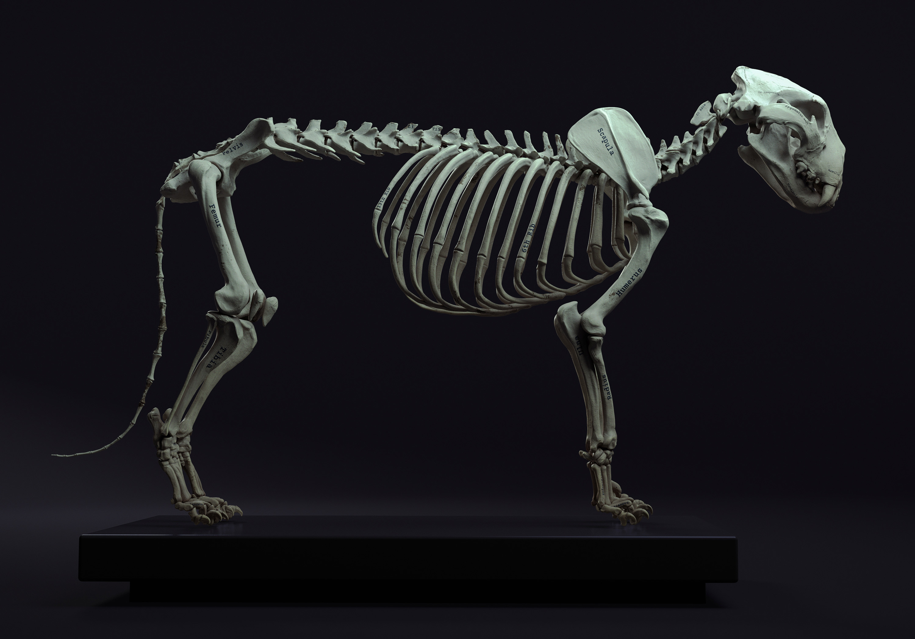 Artstation Lion Anatomy Maria Panfilova