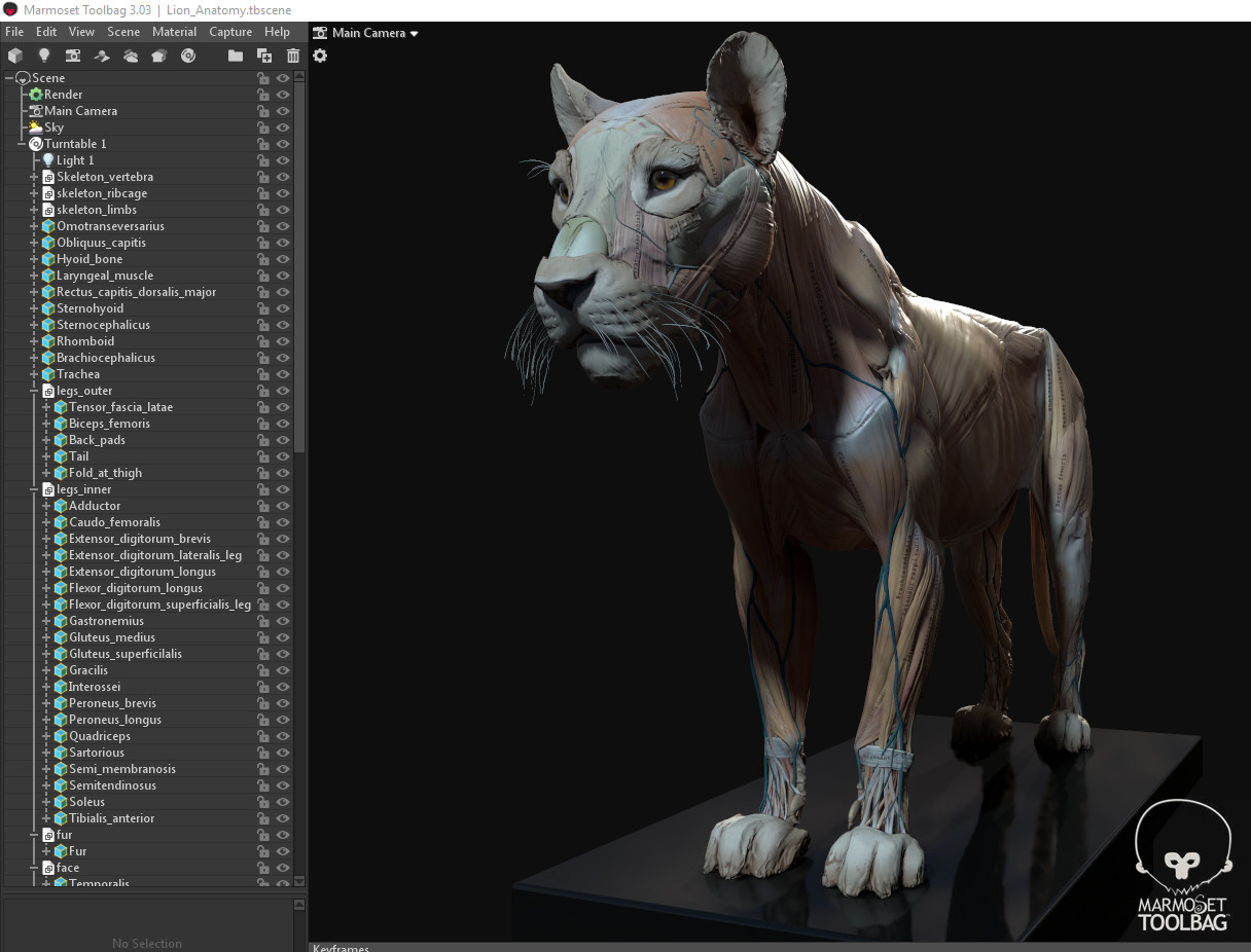 Artstation Lion Anatomy Maria Panfilova