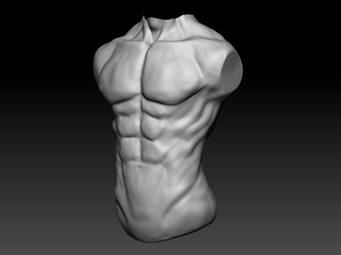 D Laurence King Human Male Torso Anatomy Study