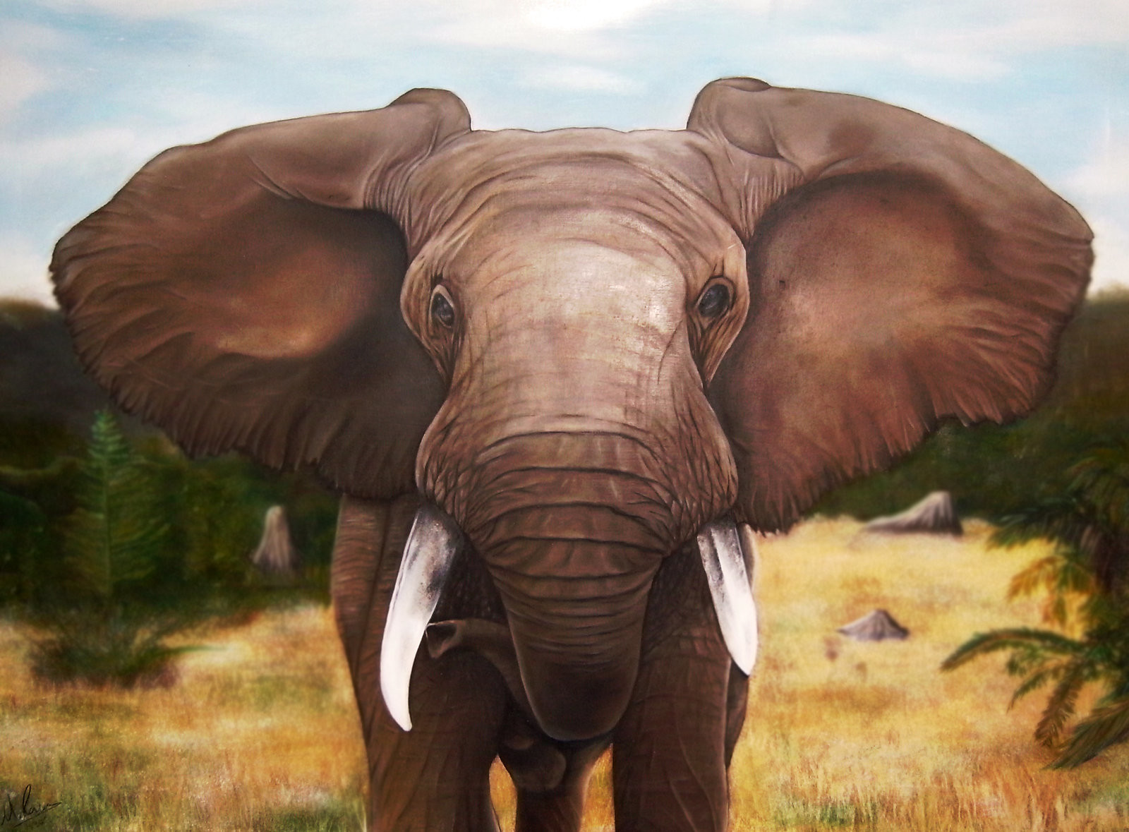 Ухо африканского слона. Слон. Уши слонов. У слона большие уши. Уши африканского слона.