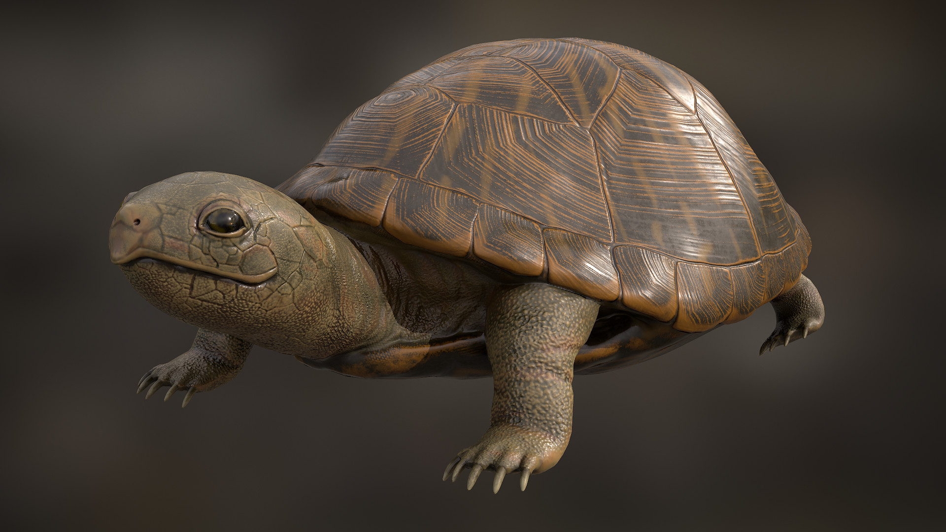 Artstation turtle with pbr textures