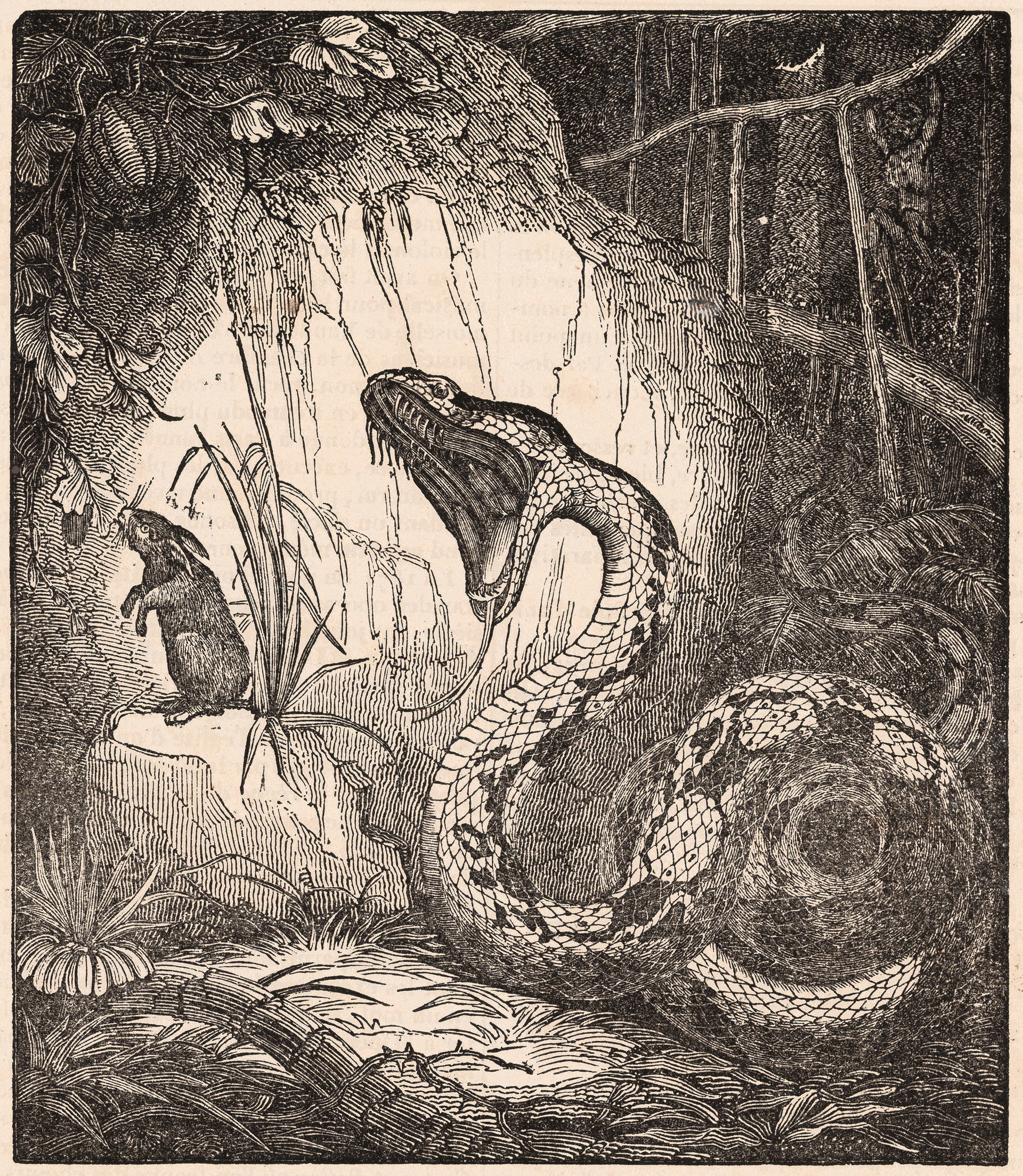 rachel bosc bierne boa constrictor