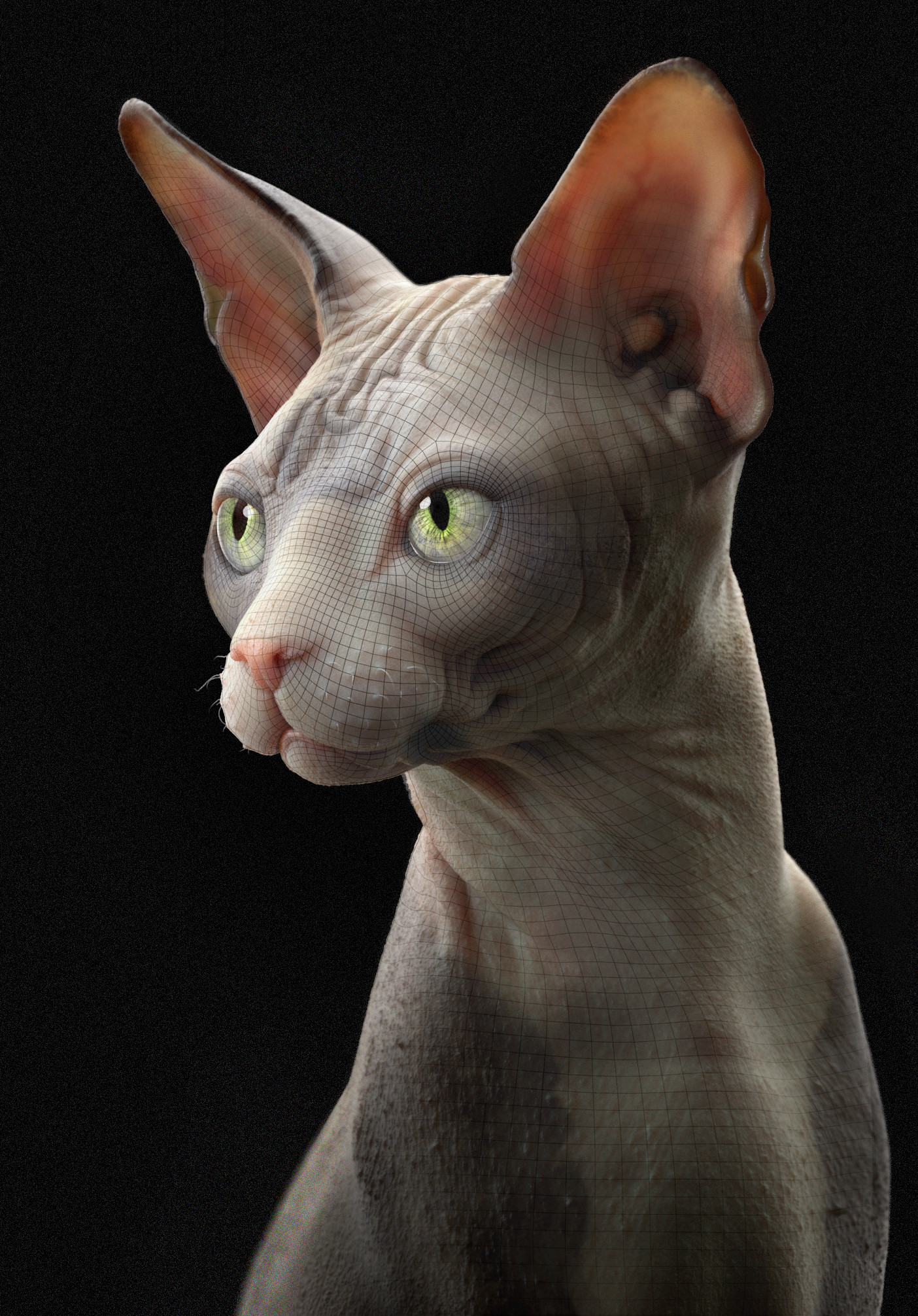 Joe Zheng - Sphynx Cat