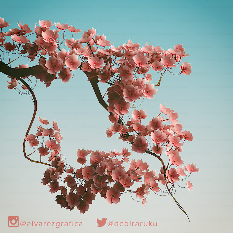 cherry blossoms