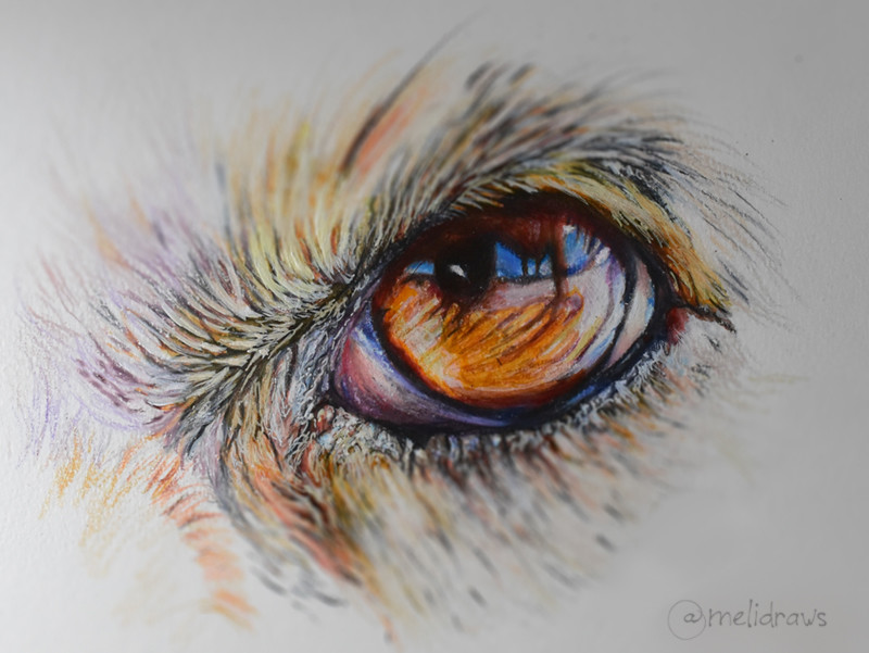 Artstation Eyes In Coloured Pencil Melissa Renee