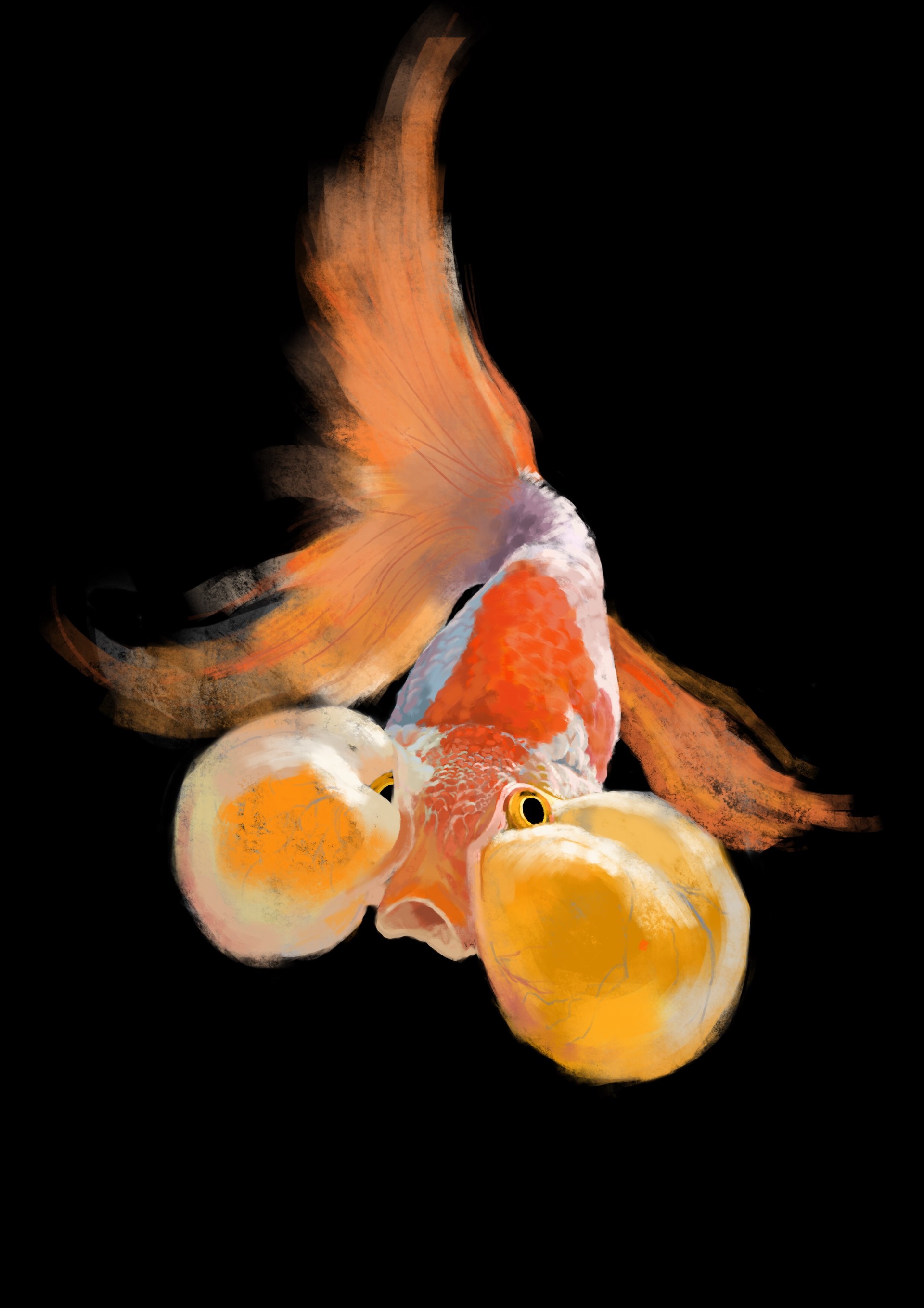 East cotton Goldfish