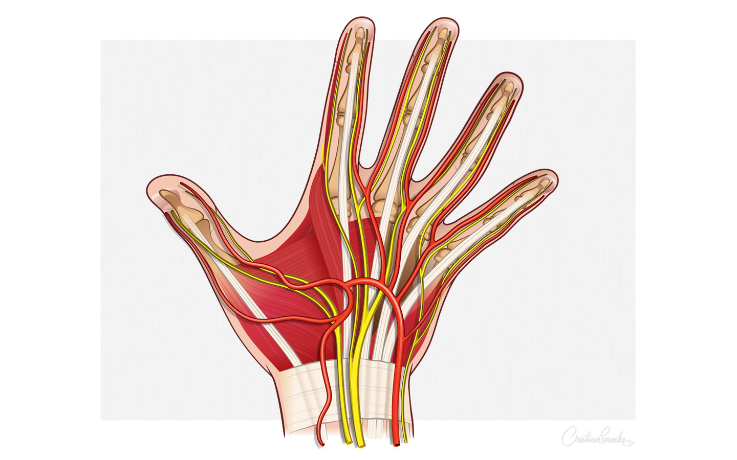 ArtStation - Medical Illustration