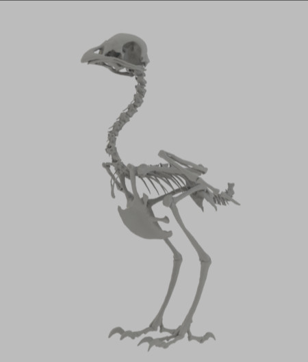 Bird Skeleton Made From Flying Birds Stock Illustration - Download Image  Now - Animal, Animal Body Part, Animal Skeleton - iStock