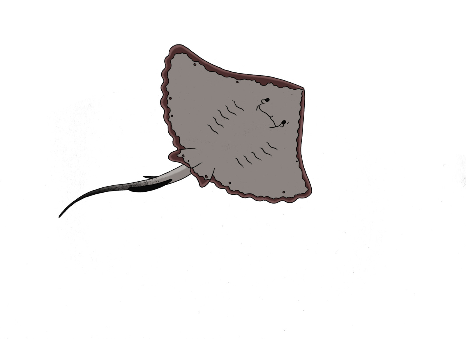 Ray Plate.