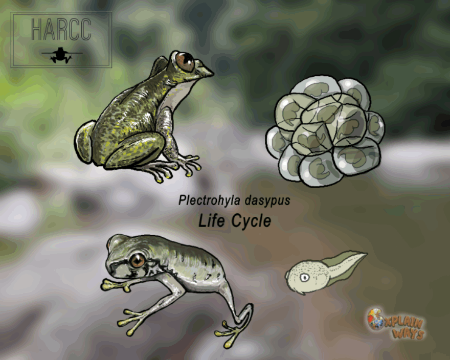 ArtStation - Plectrohyla dasypus Life Cycle, Brian Dall Schyth