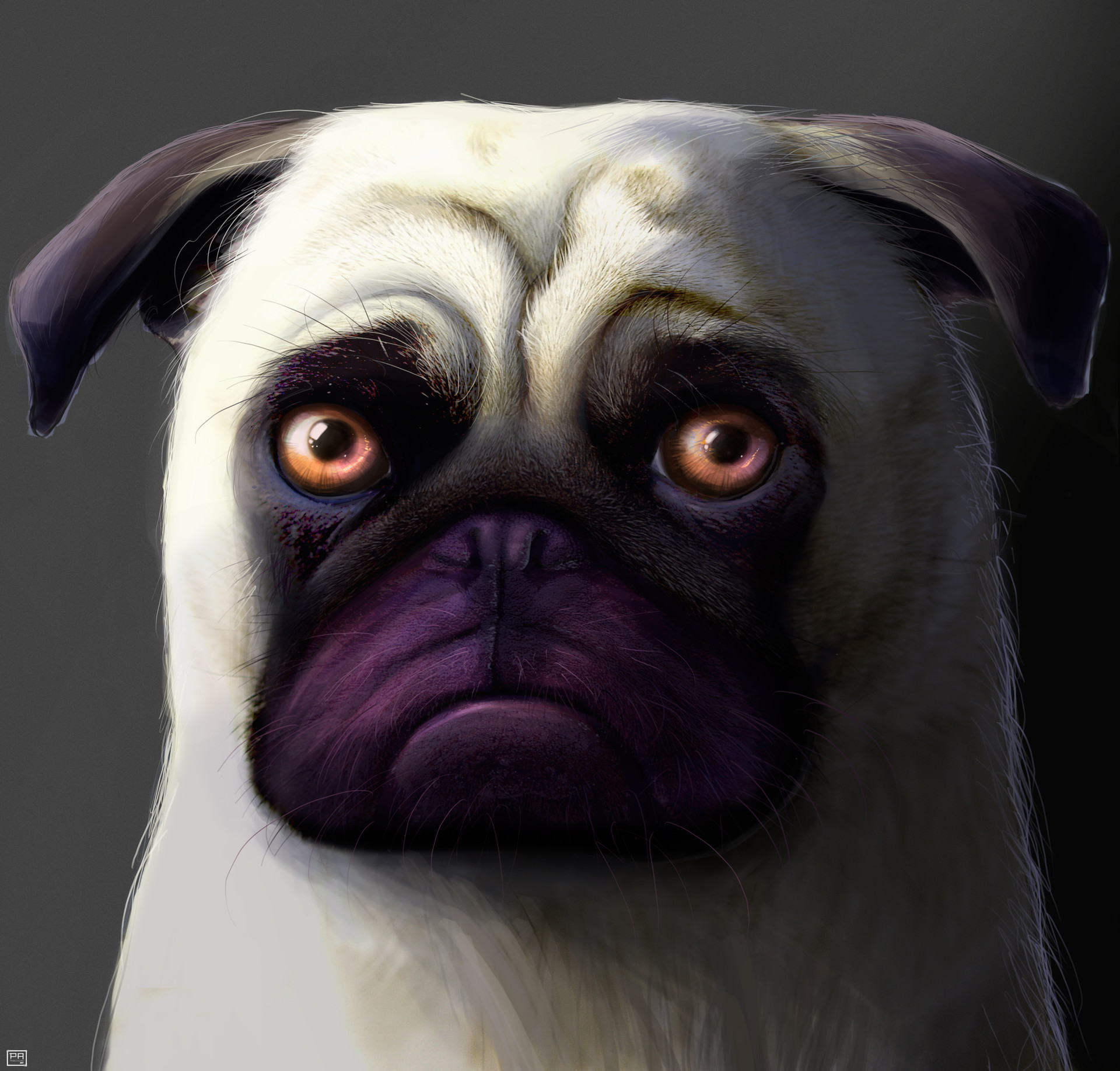 Pablo sales the pug