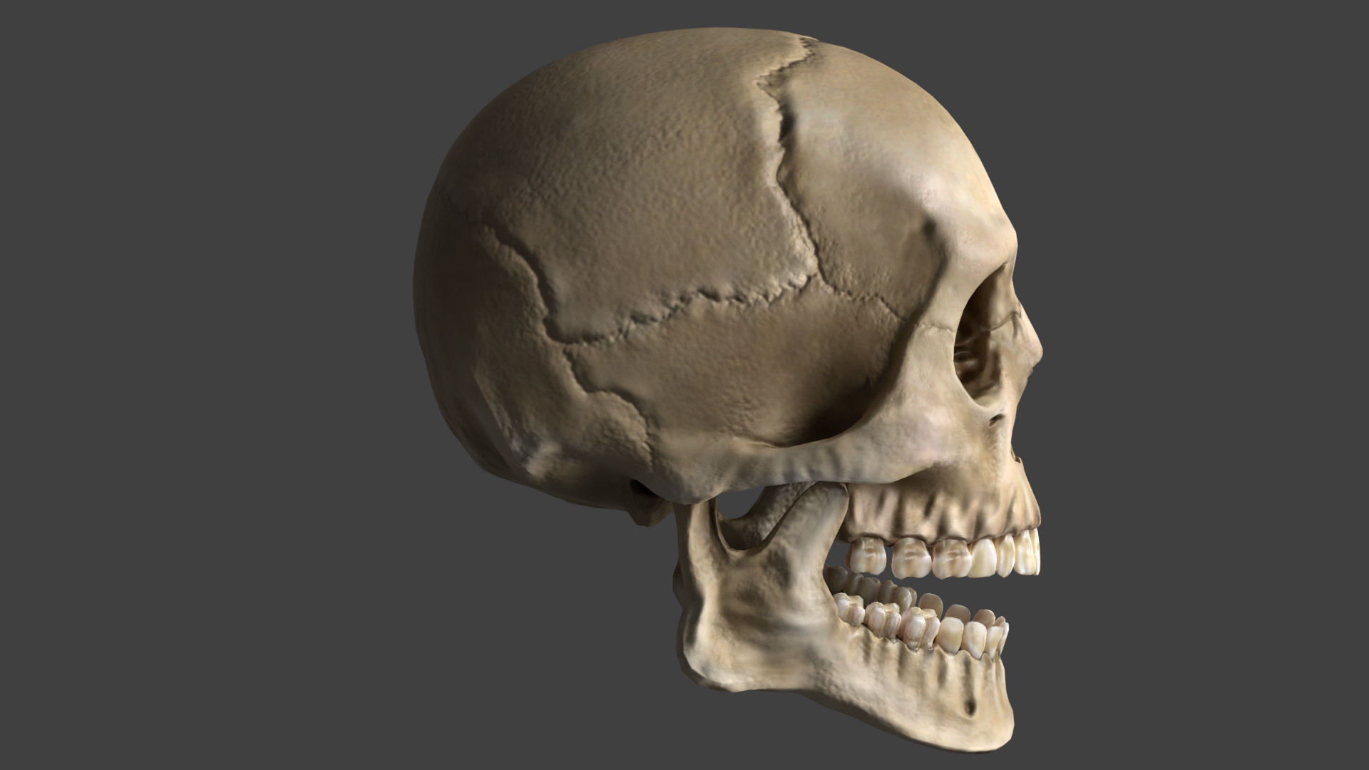Nymuh Zib Human Skull