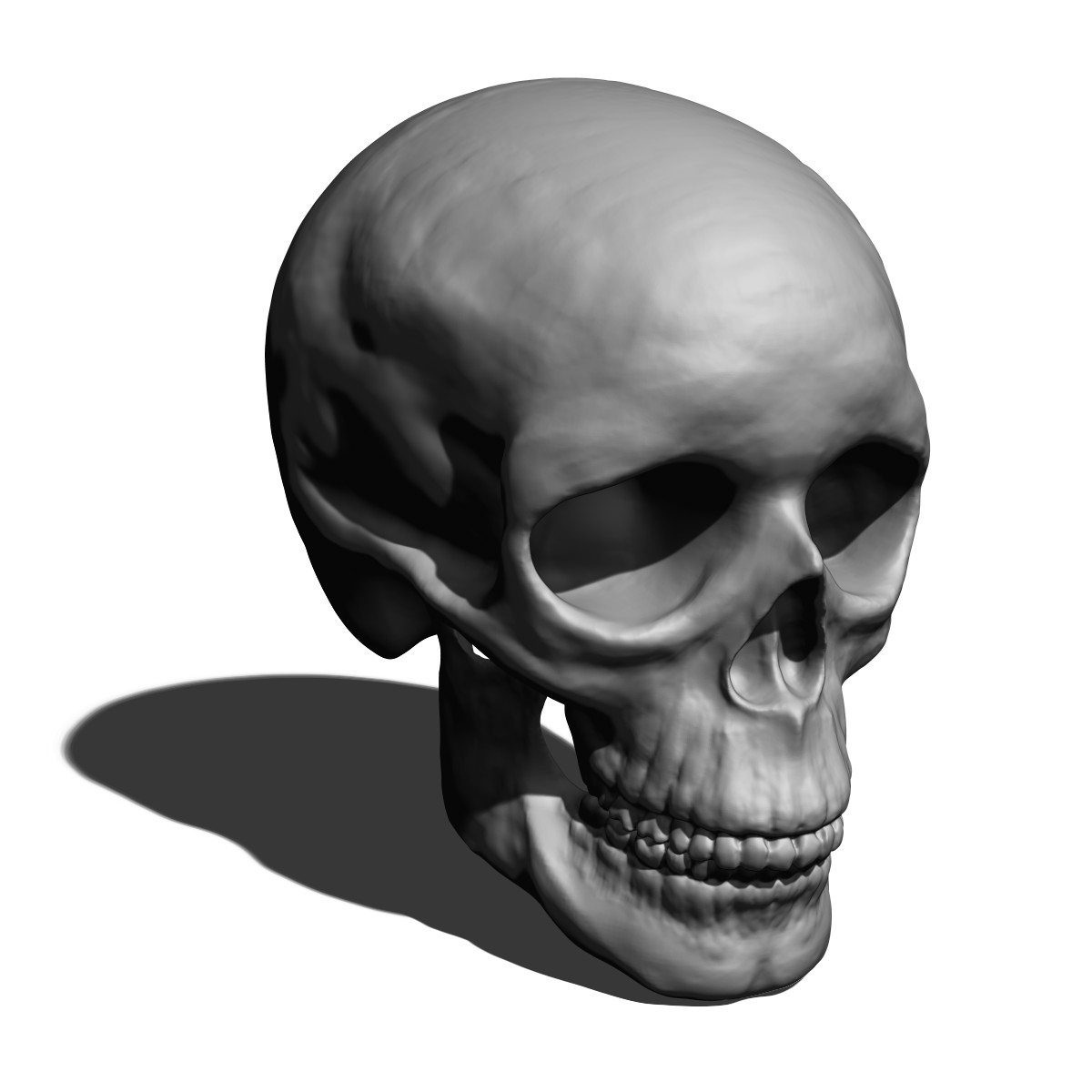 Череп в 3 месяца. Череп в 3 месяца. 3д модель черепа человека. Череп человека 3д. Череп в 3 месяца.