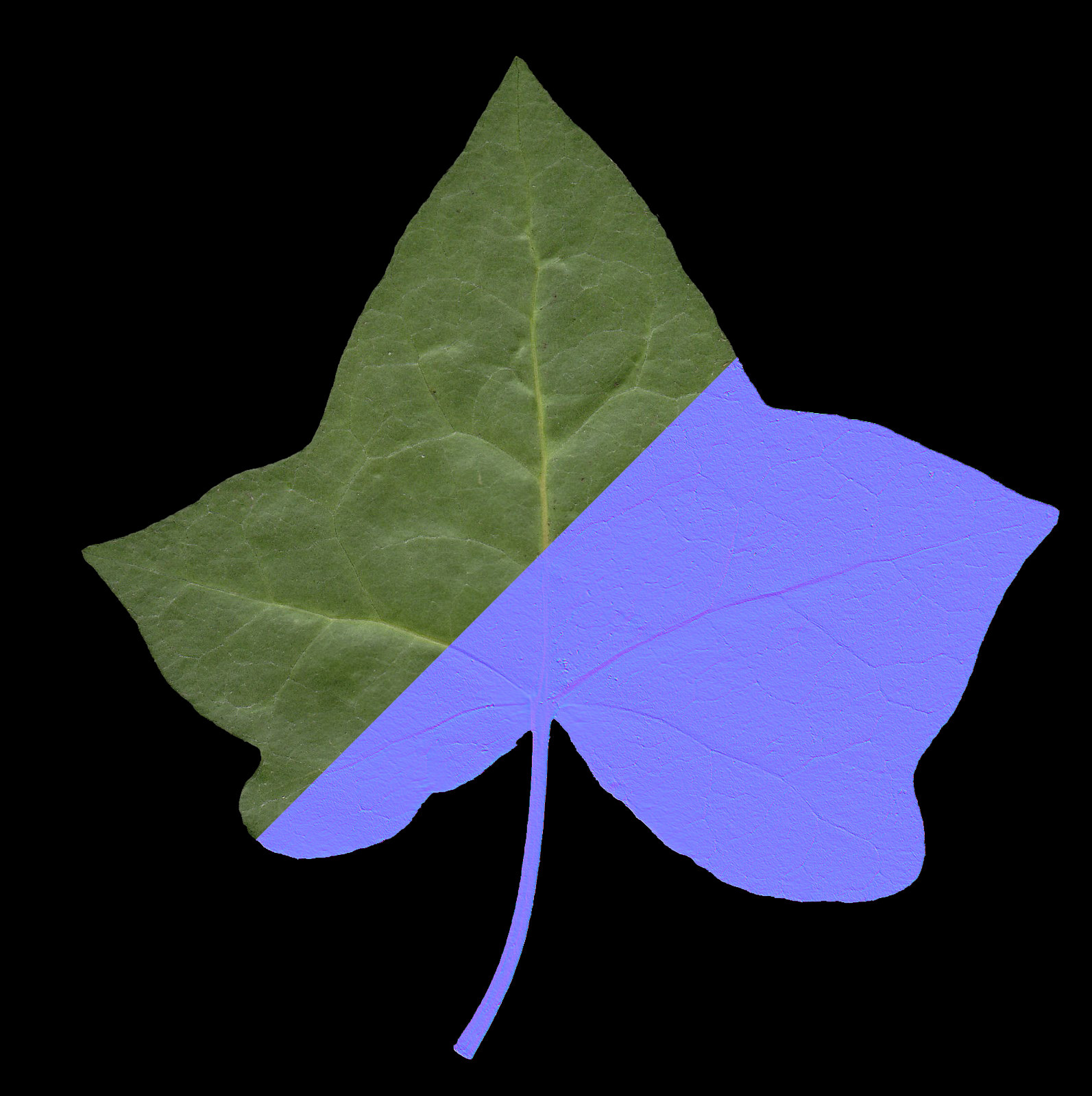 Leaf Textures