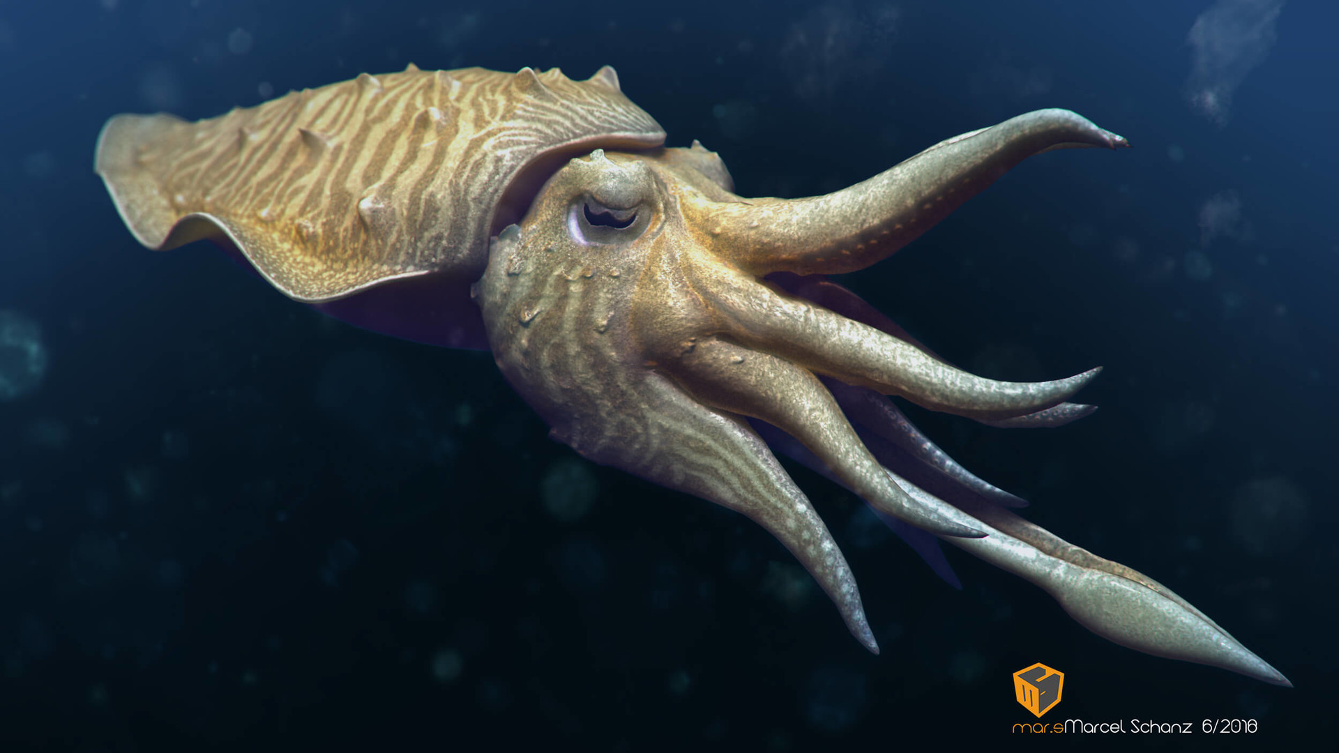 Picture Of A Squid Underwater Background, Squid Pictures Background Image  And Wallpaper for Free Download