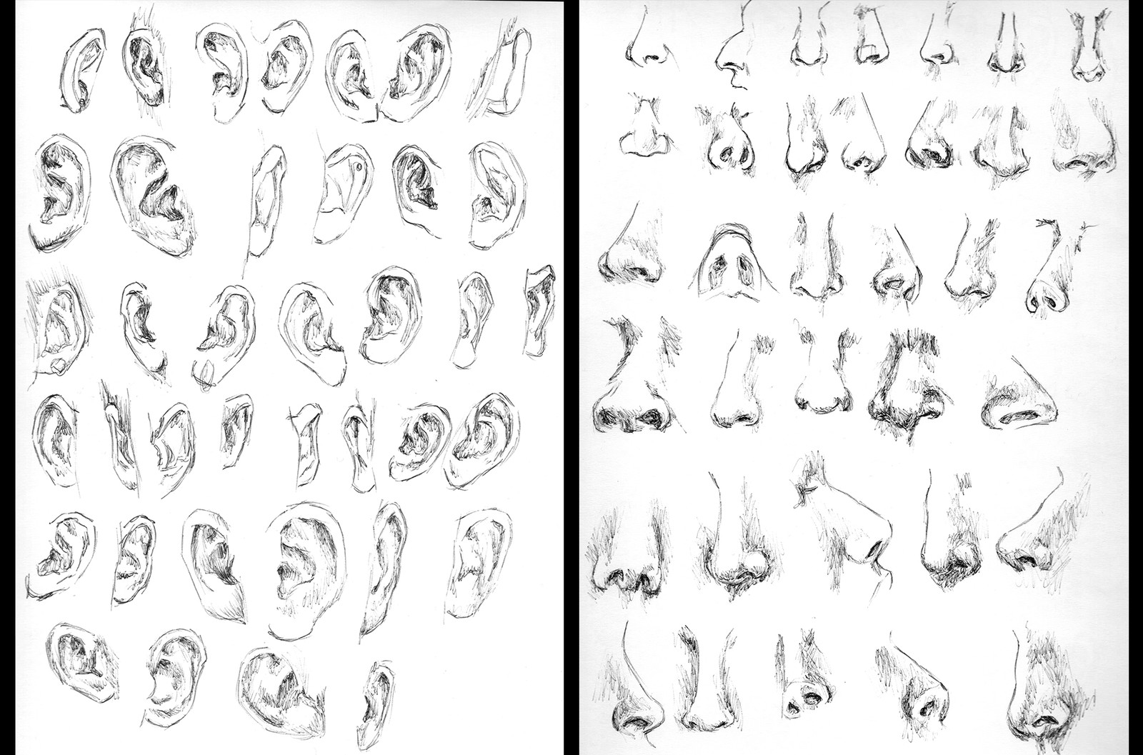 Anatomy practice - Ears and Noses