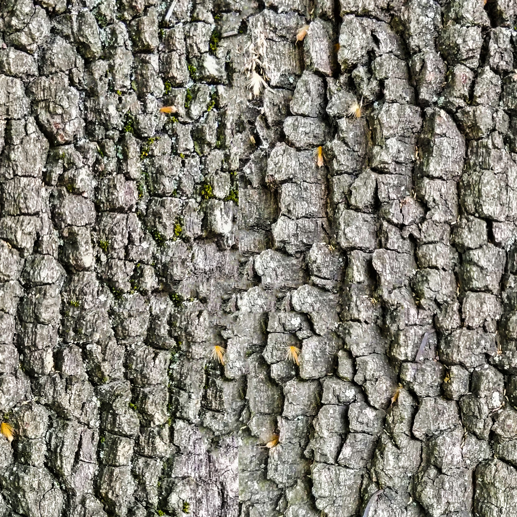 Tree Texture Map