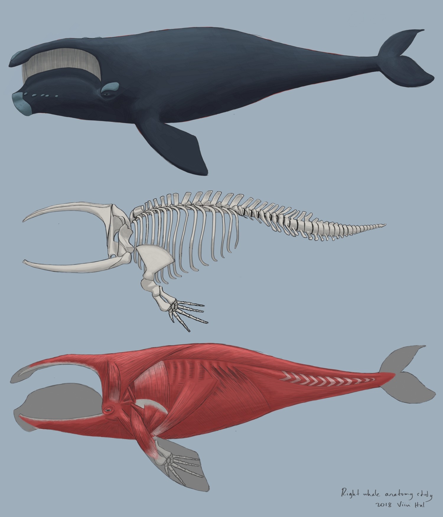 Ласты китообразных. Гренландский кит скелет. Кит Гренландский анатомия. Скелет герландскогокита. Скелет кита анатомия.