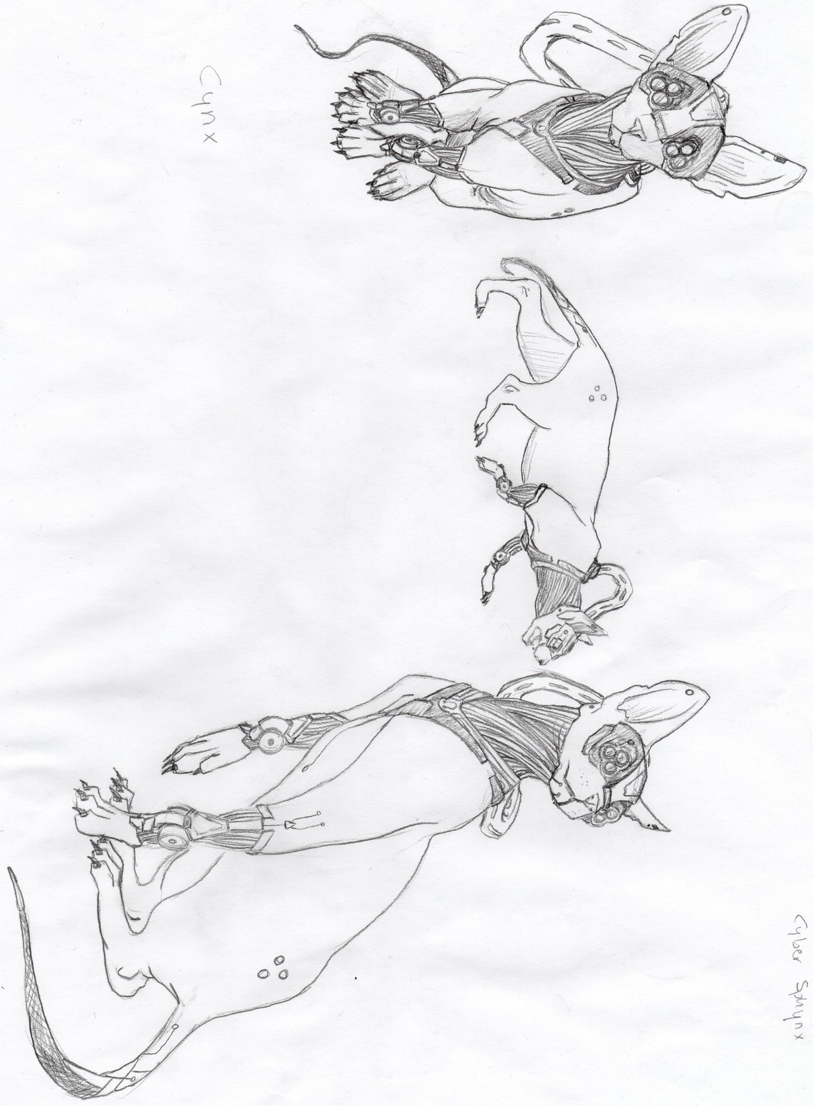 Cynx sketch.