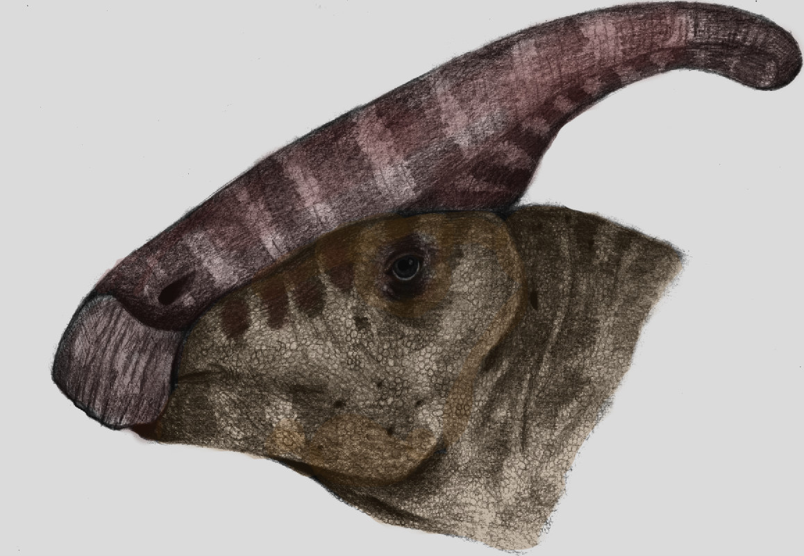 female parasaurolophus