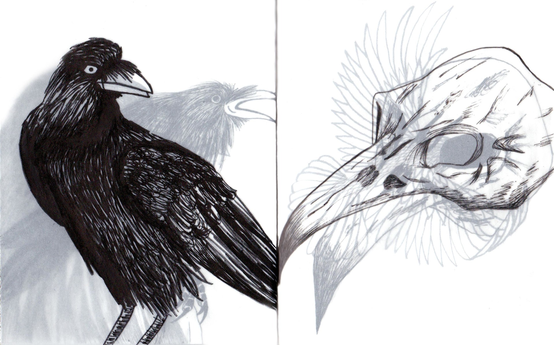 Raven Sketchbook 