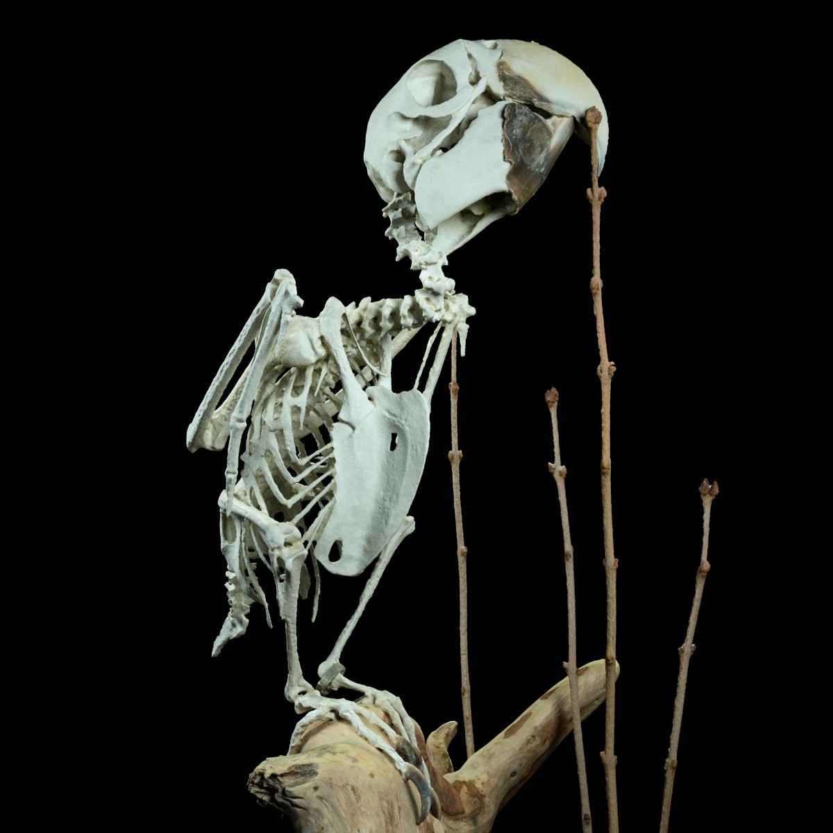 Polygonal Miniatures - Parrot Skeleton