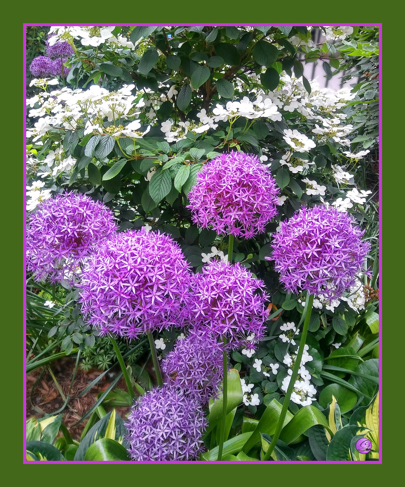Artstation Giant Purple Aliums Katherine Gray