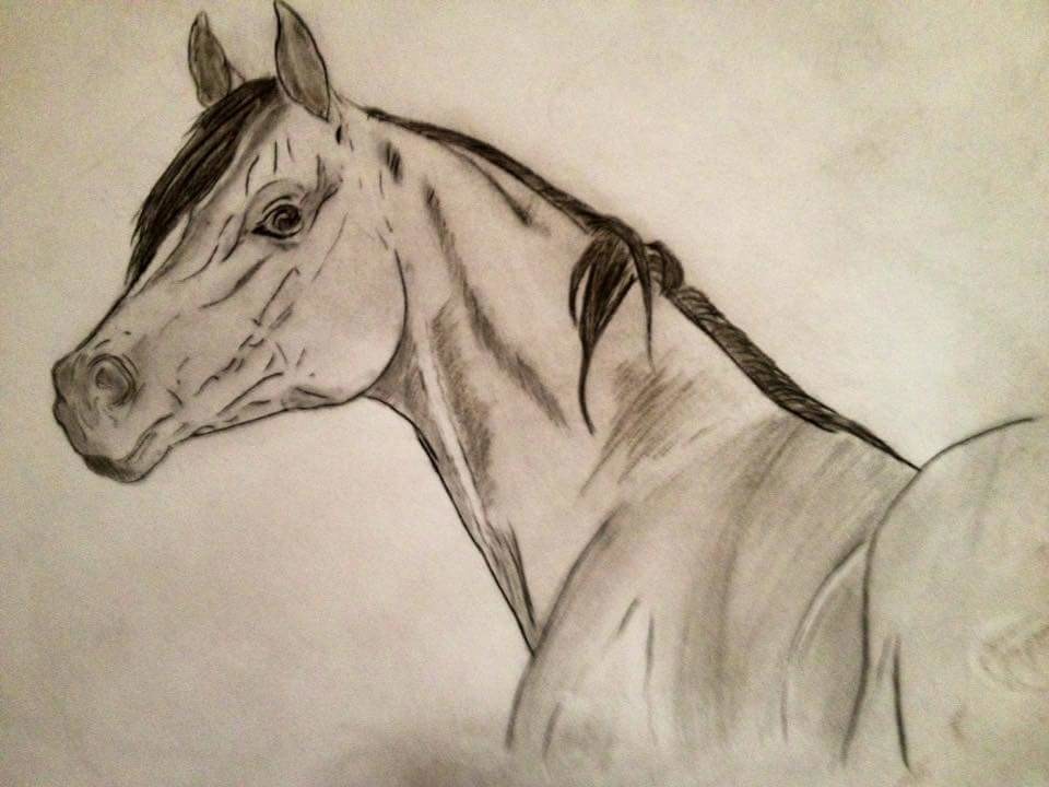 Alba Spatafora American Quarter Horse Sketch