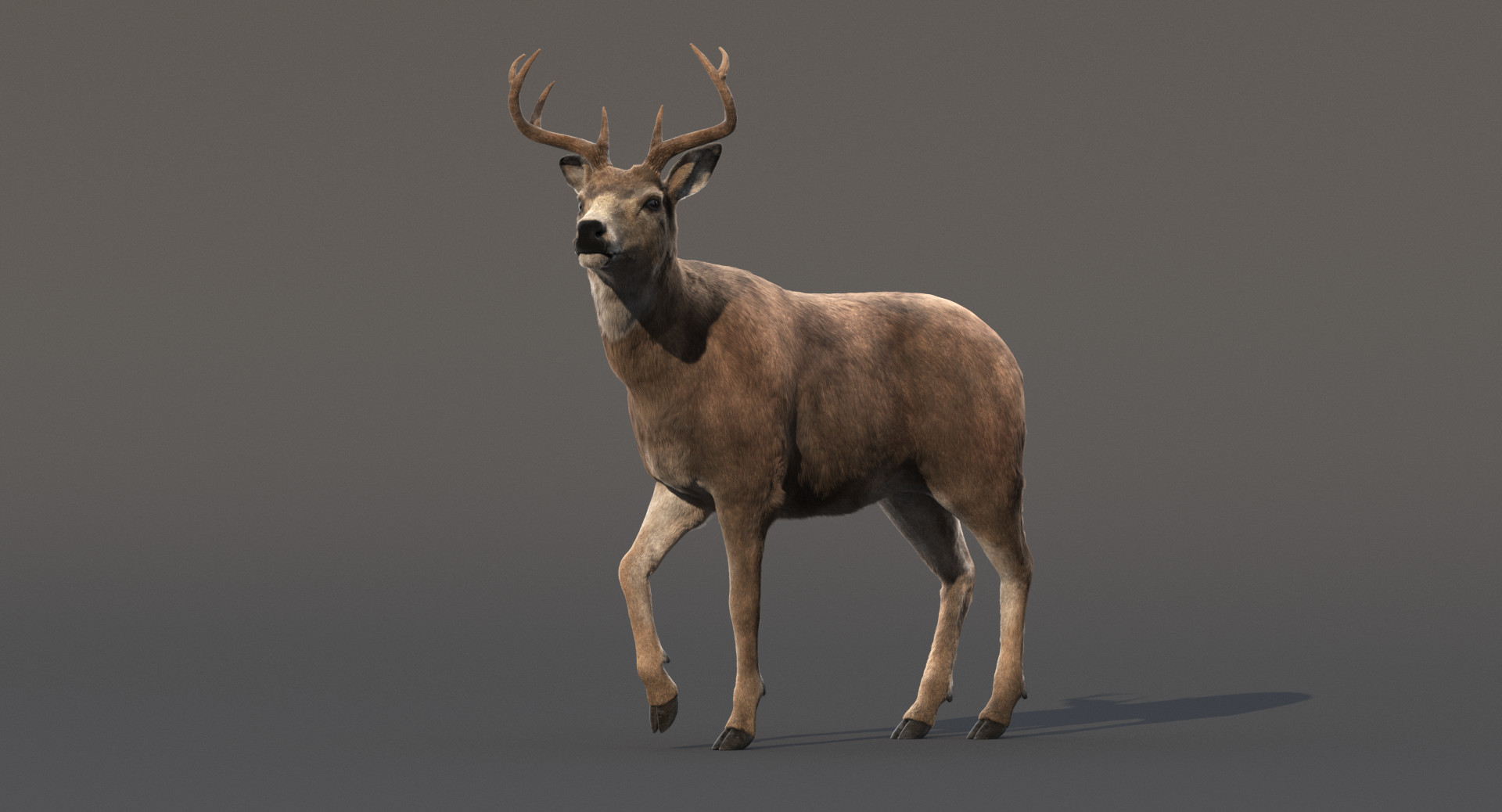 ArtStation - 3d Deer animation
