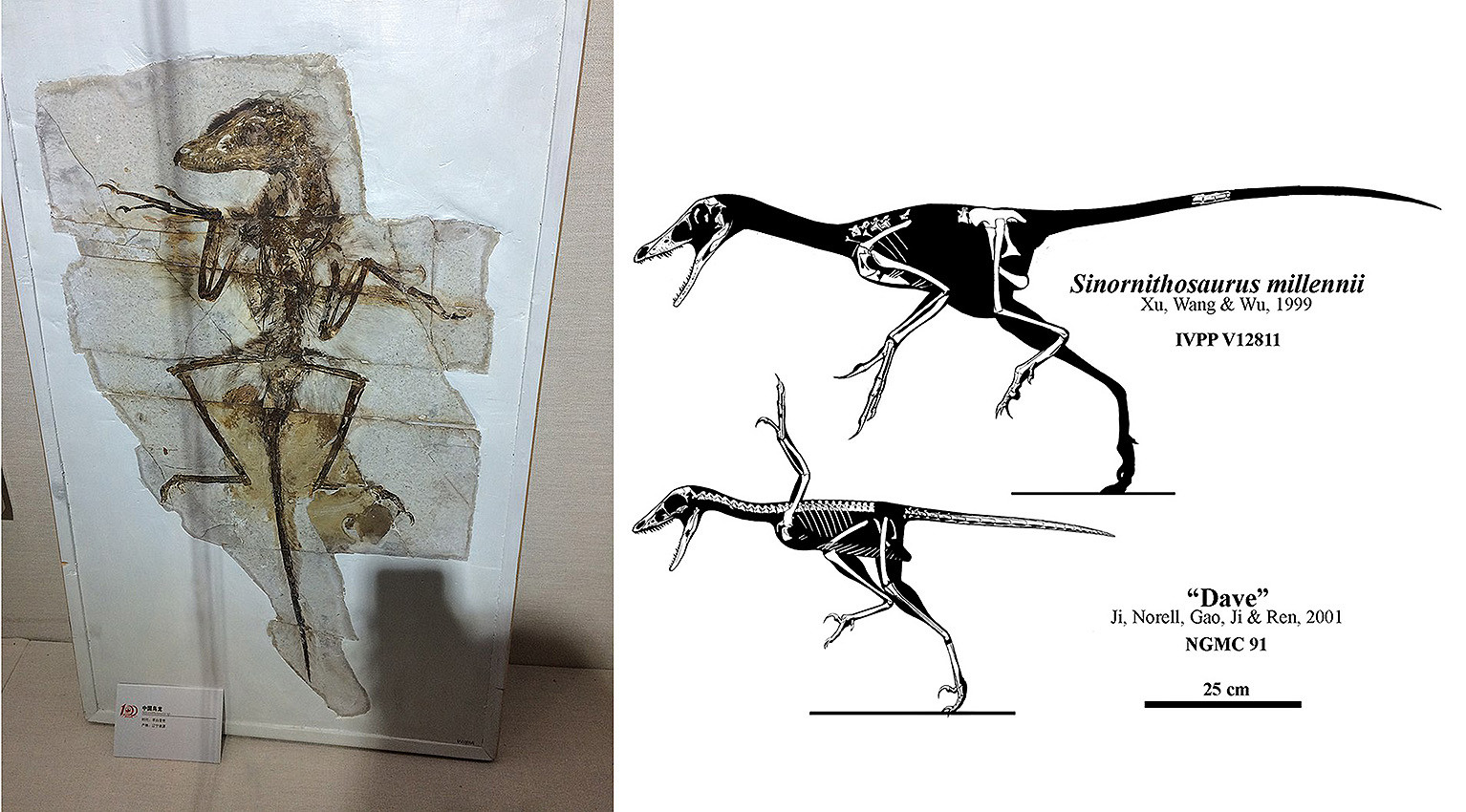 Reference images (NOT MINE): Well preserved fossil with feathers plus skeletal reconstructions