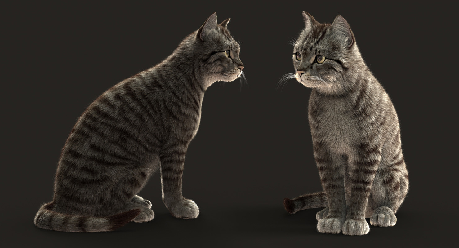 Massimo Righi Tabby cats study