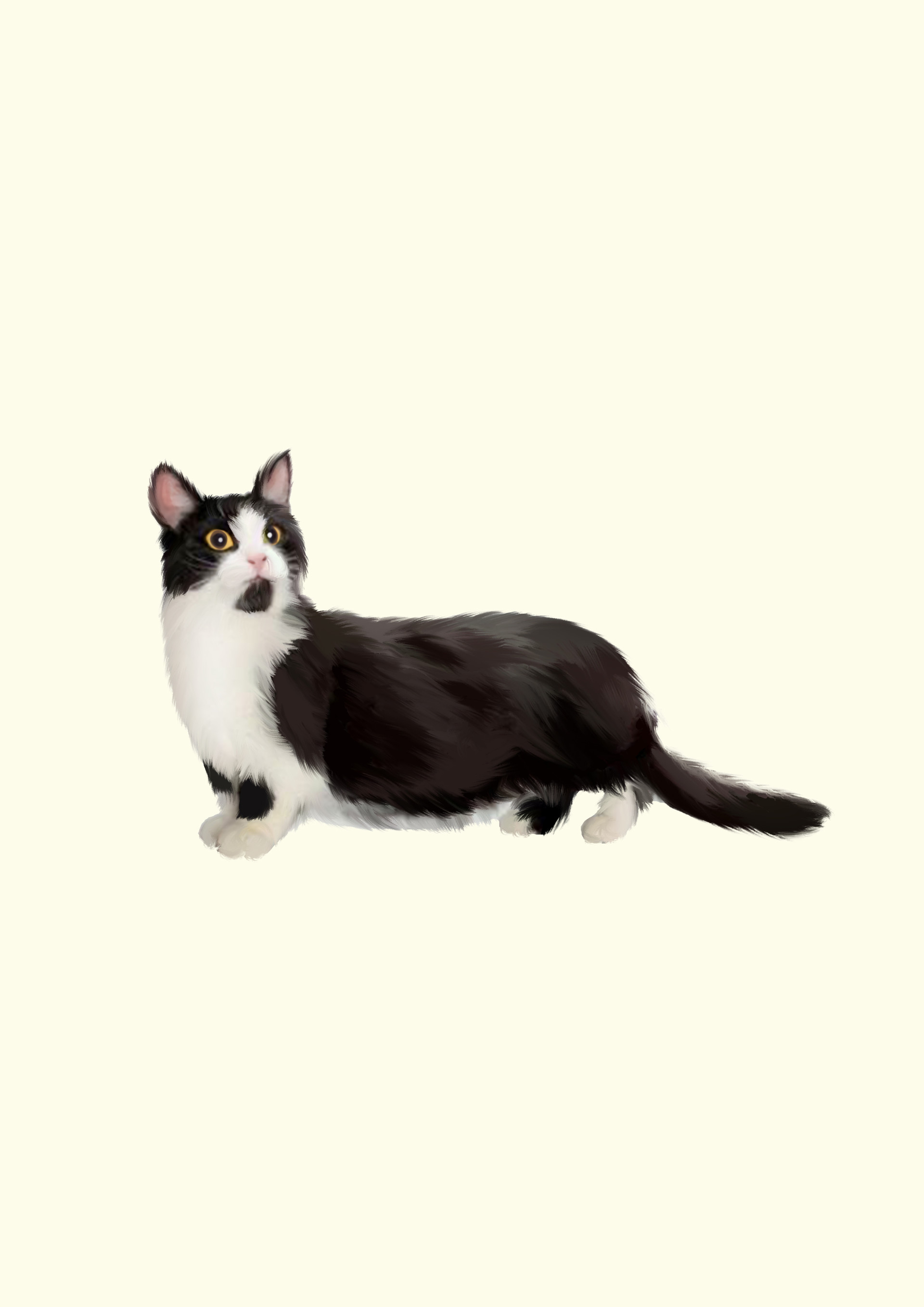Dwarf Cat Quantum Computing