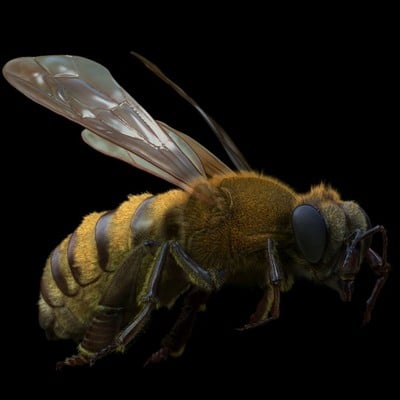 Dariusz andrulonis 1 bee
