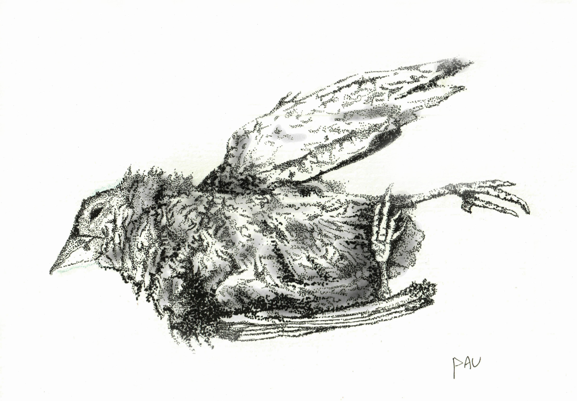 Pauline Limpoo Dead Bird Iron man drawing sparrow tattoo sketchbook pages bird drawings bird prints sketchbooks tatoos tatting comic. pauline limpoo dead bird