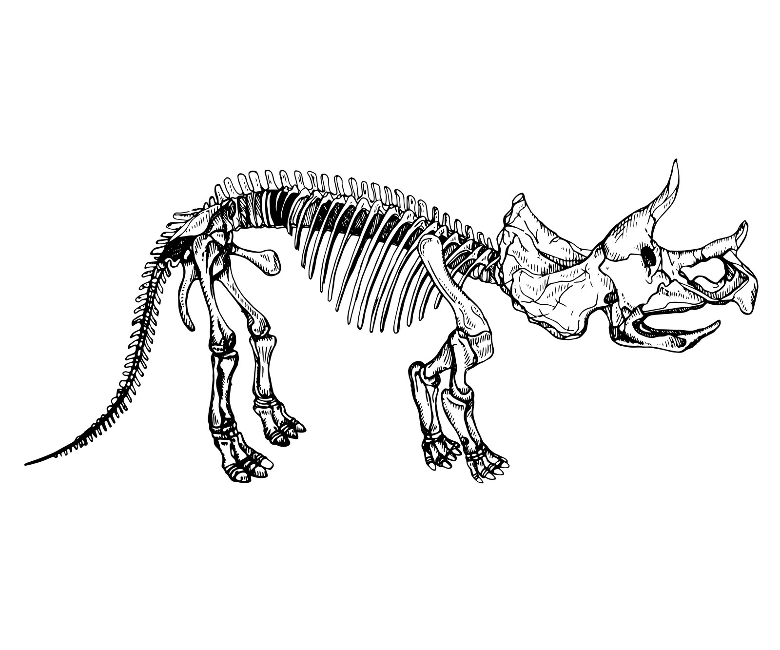 Aliaksandra Morkhat Set of Dinosaur skeleton sketches.Triceratop