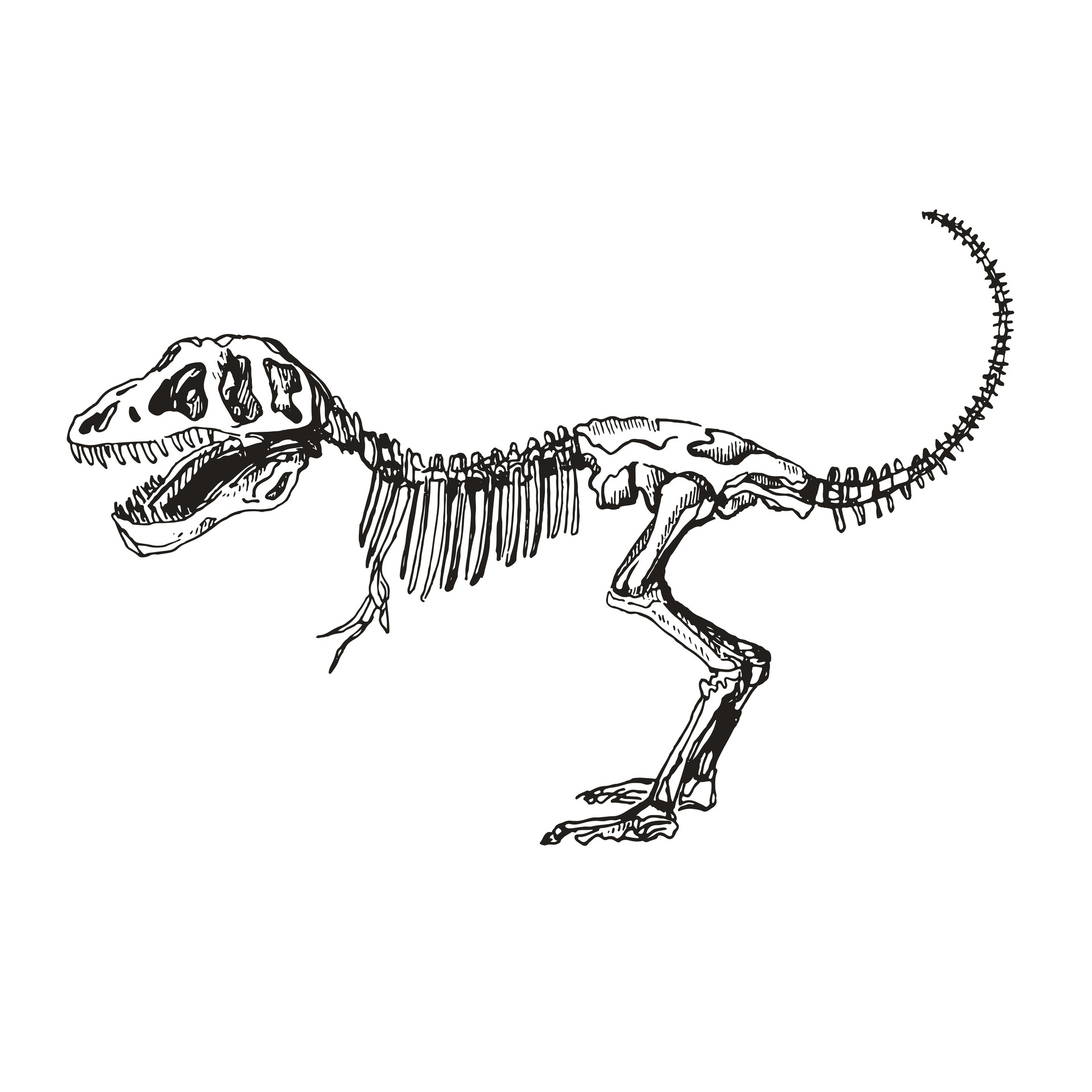 Aliaksandra Morkhat - Set of Dinosaur skeleton sketches.Triceratop ...