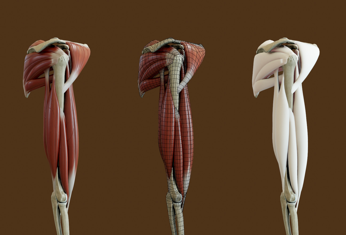 pic Mussle Arm realtime muscles and bones