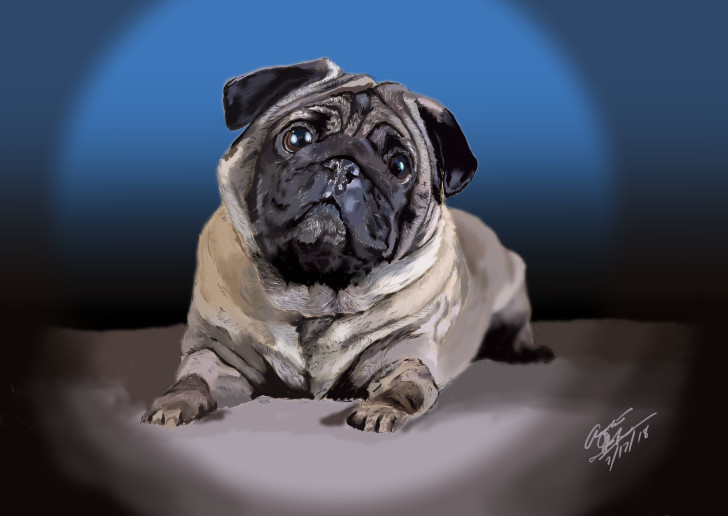 Majestic pug hot sale