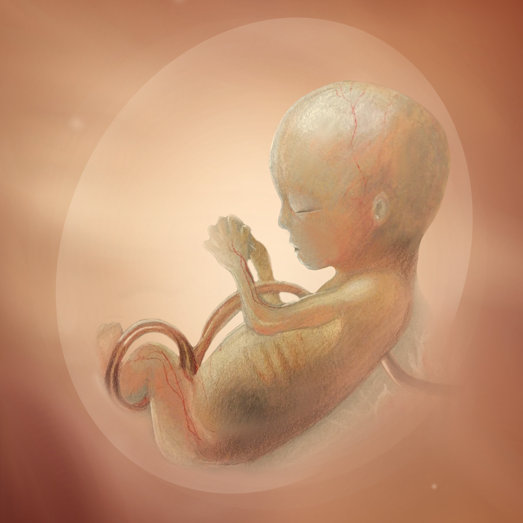 human anatomical illustrations