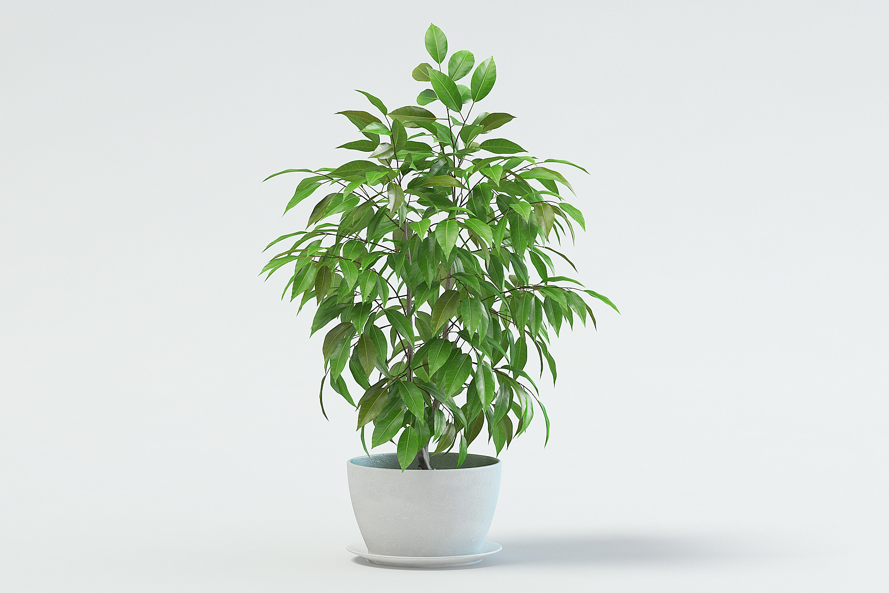 Artstation Ficus In A Pot 3d Model Fusemesh