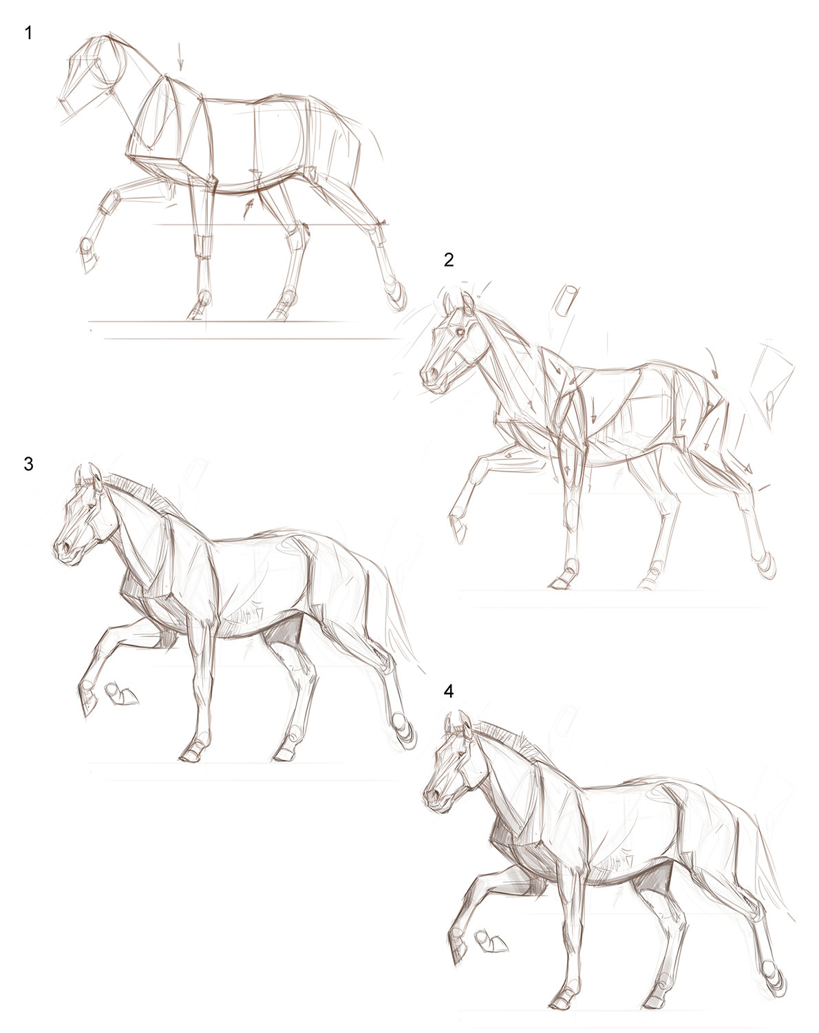 Foundation Art Group Foundation Art Group Animal Anatomy