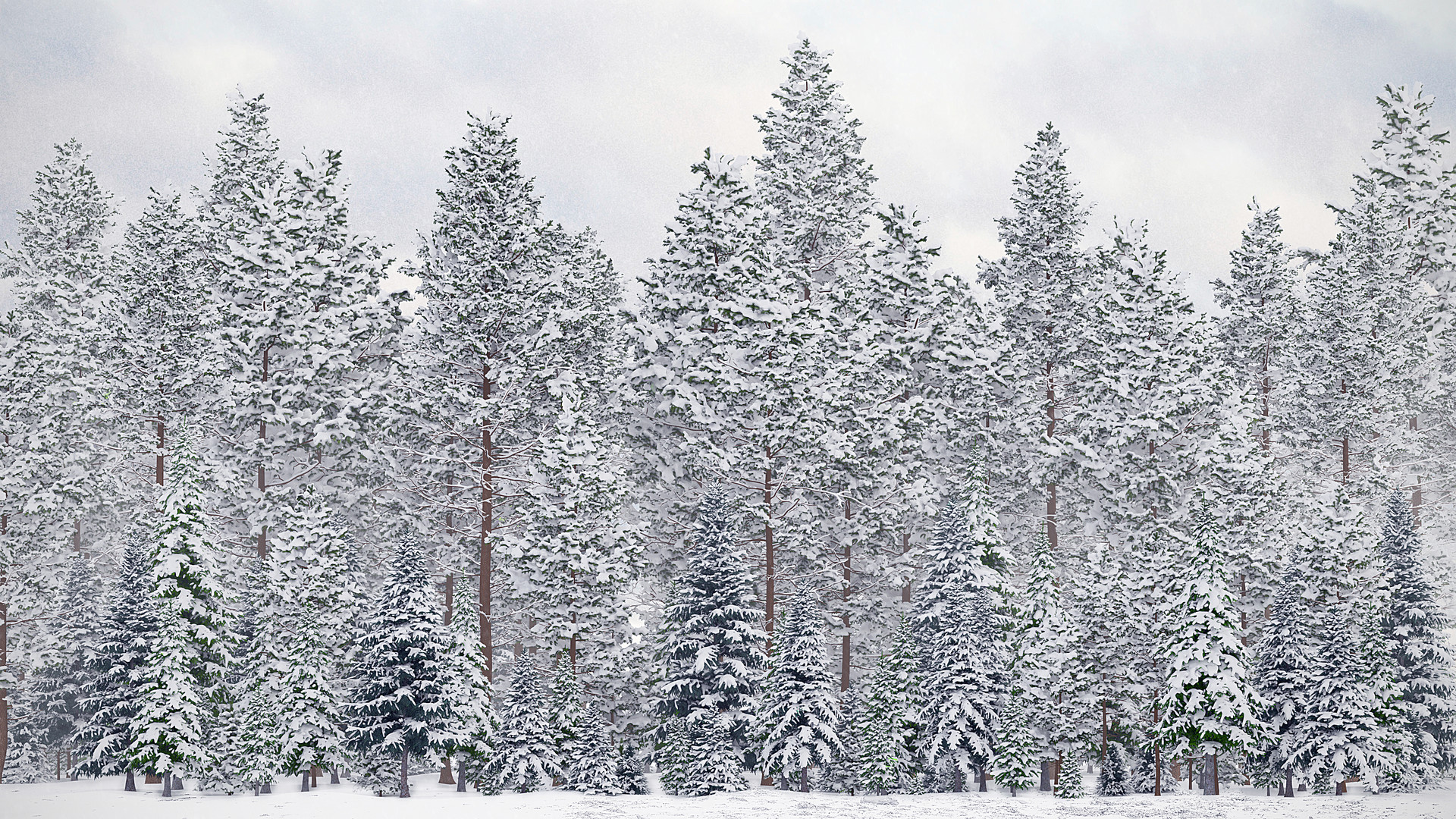 Artstation Conifer Trees Cgaxis 3d Models