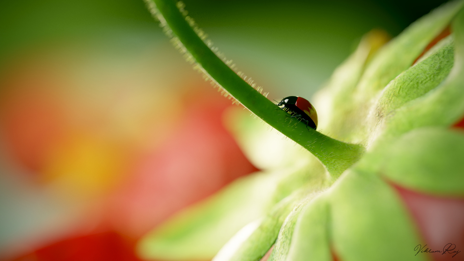 Artstation Ladybug Animation Macro Shot Vikram Rajpurohit