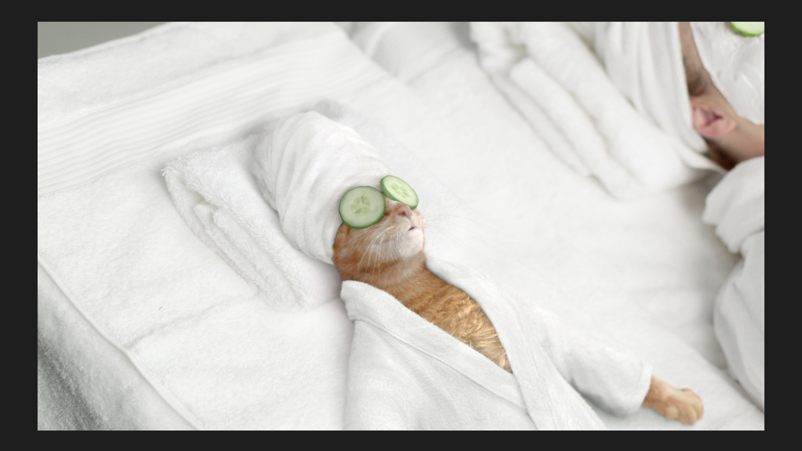 cat massage