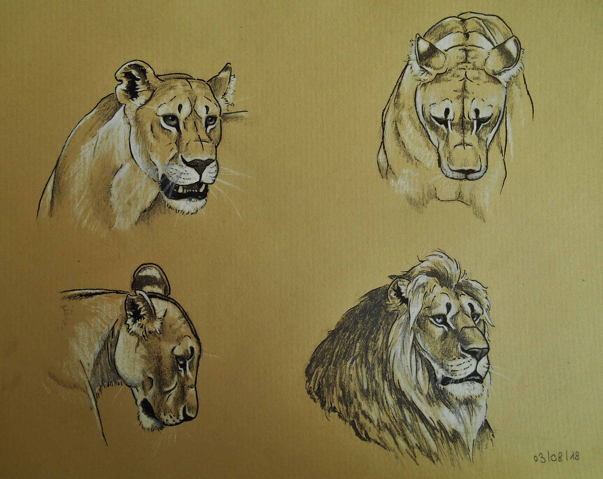 Helena Steyaert Lion Head Sketches