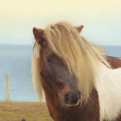 Three Moonwalking Pony 