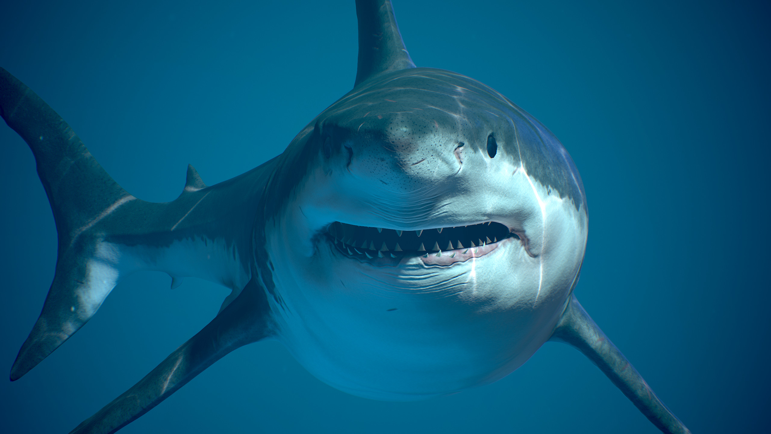 На телефон про акул. Акула мако. Белая акула кархародон. Акула МЕГАЛОДОН. Большая белая акула.