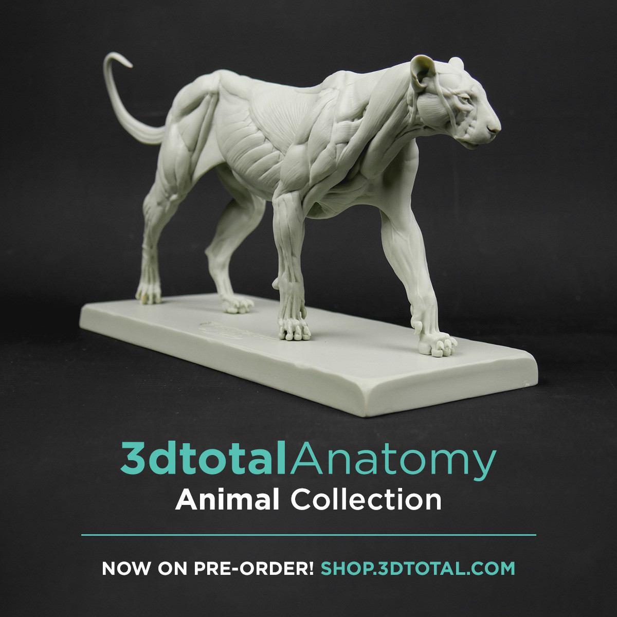 If you want to order the Feline ecorche :
https://shop.3dtotal.com/3dtotal-anatomy-feline-figure.html