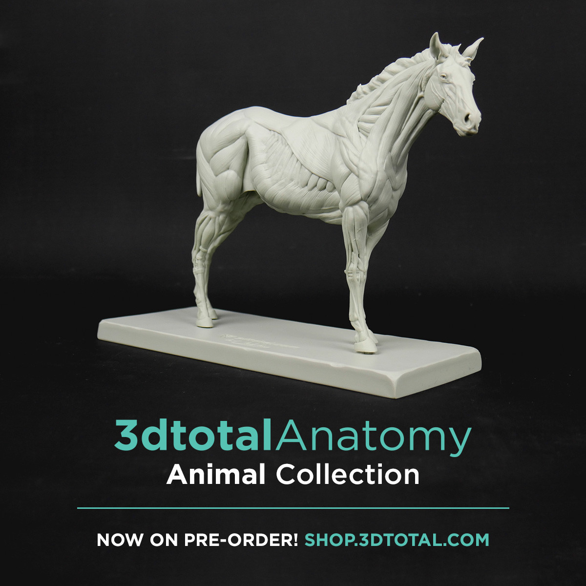 If you want to order the Equine ecorche :
https://shop.3dtotal.com/anatomy-figure/animal-anatomy-figures/3dtotal-anatomy-equine-figure.html
