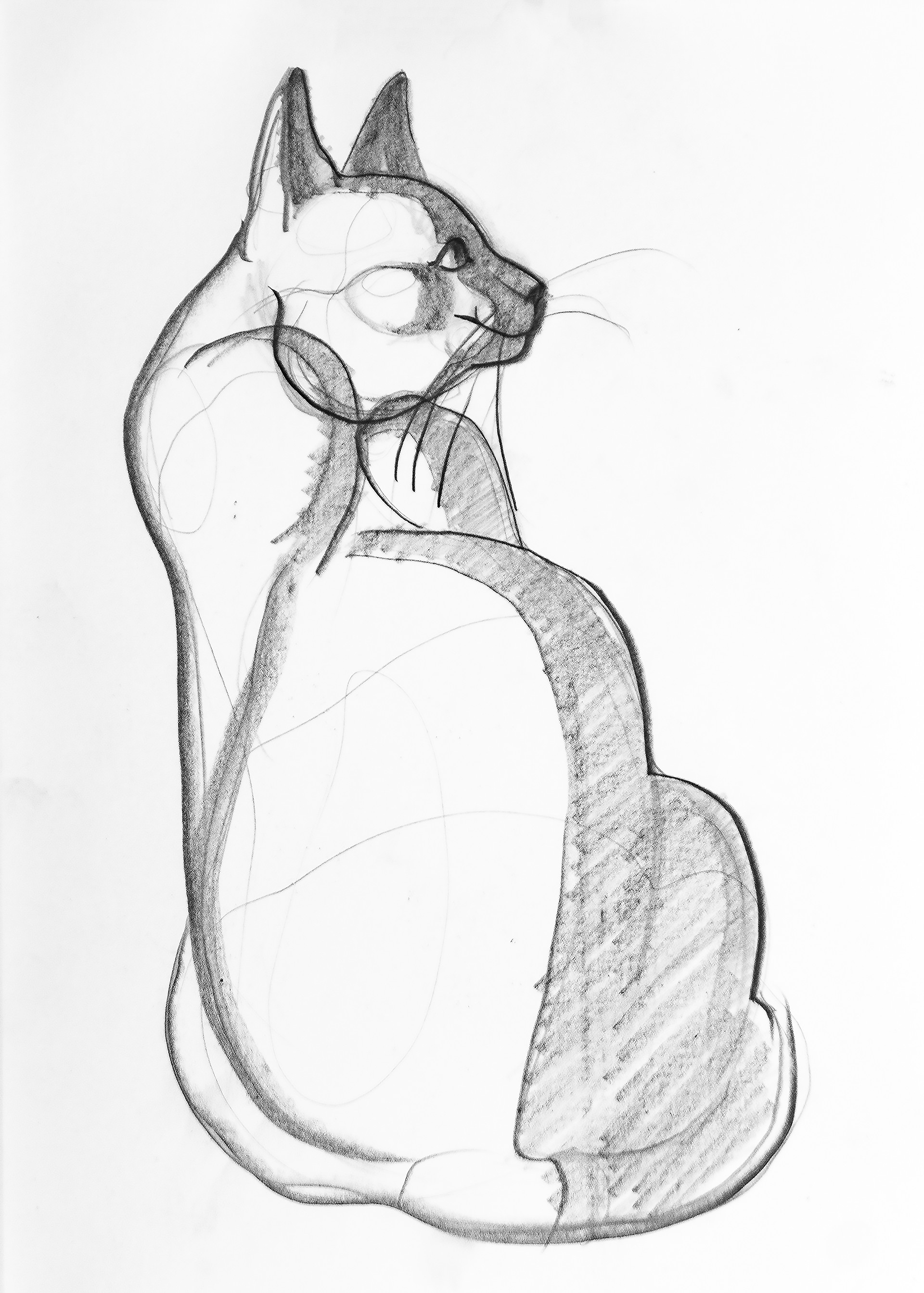Линейный рисунок кошки